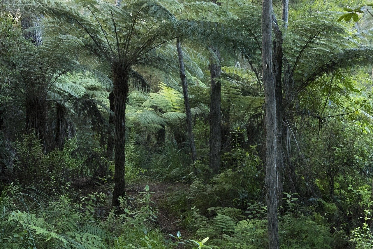 New Zealand native forest ferns green