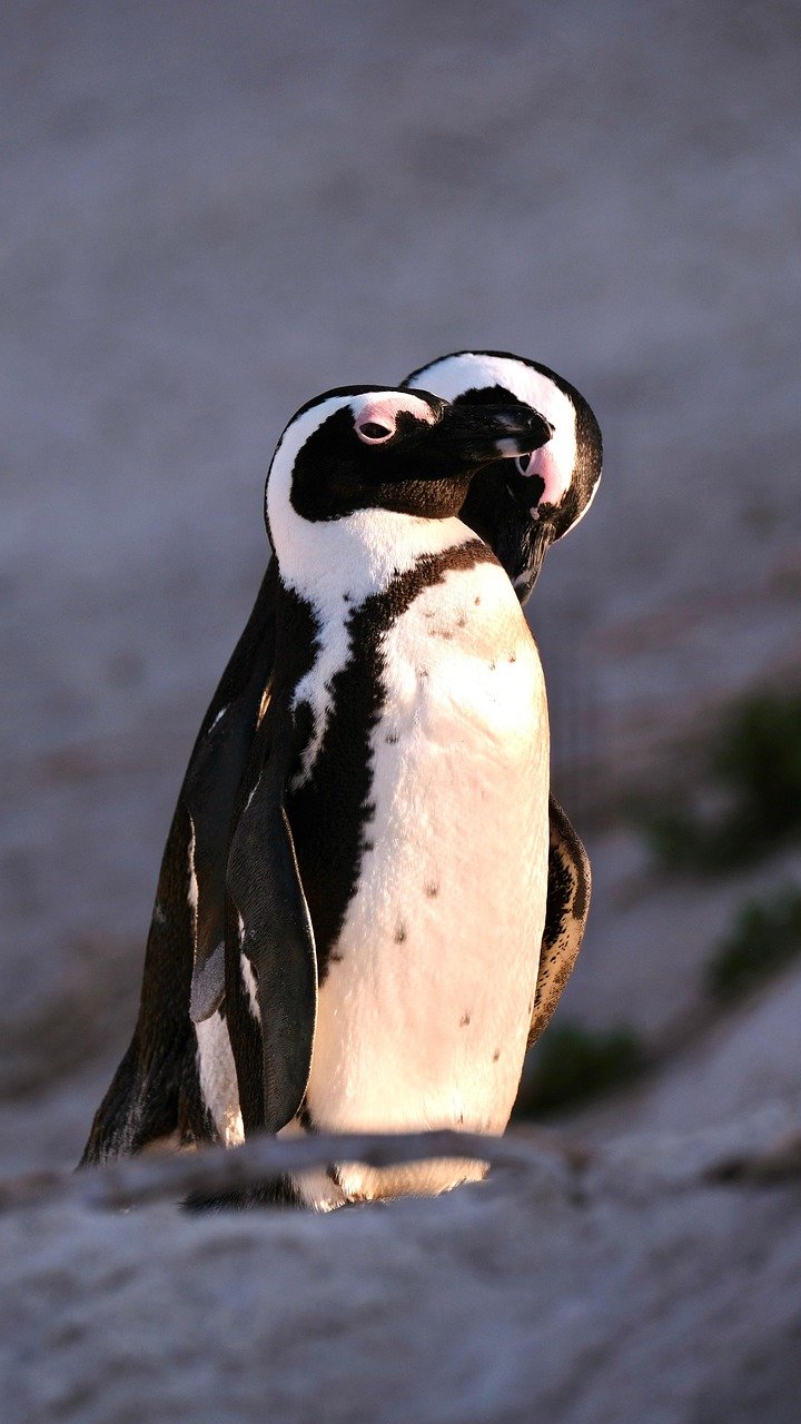 African penguins swimming beach False Bay South Africa wildlife