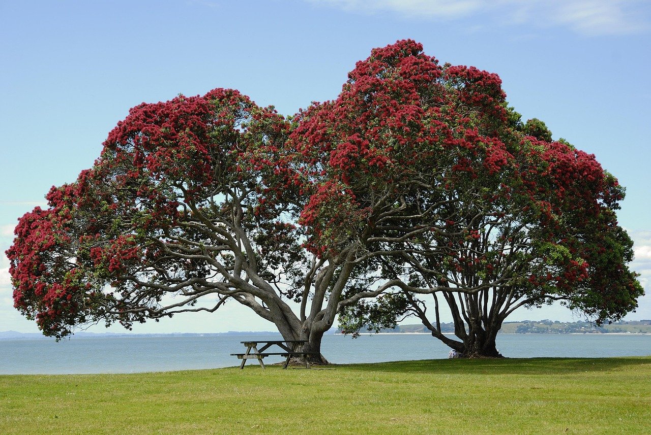 Pohutukawa tree forest New Zealand
