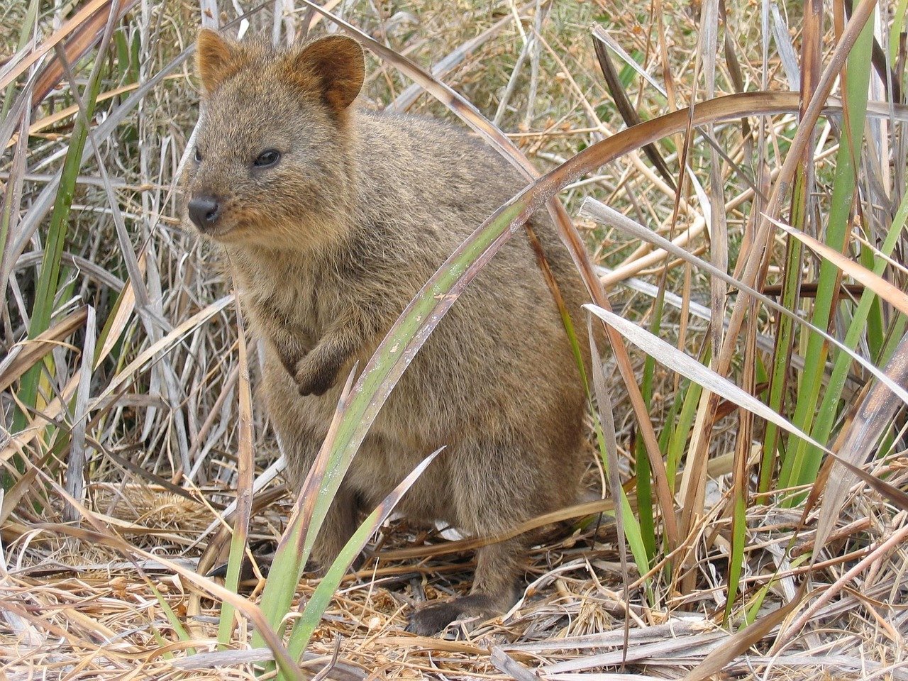 quokka smiling happy marsupial Rottnest Island Western Australia