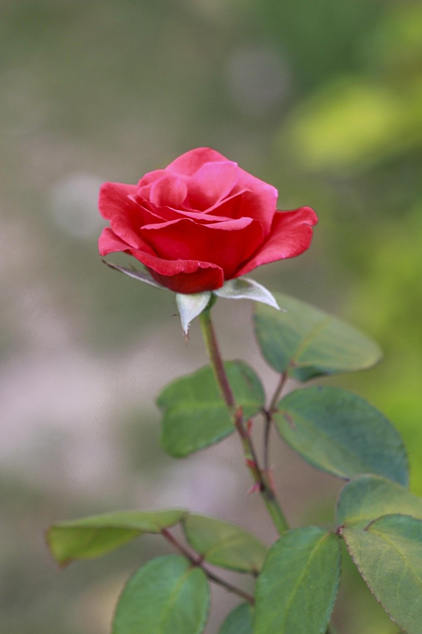 Al-Azhar Park Cairo garden flowers landscape