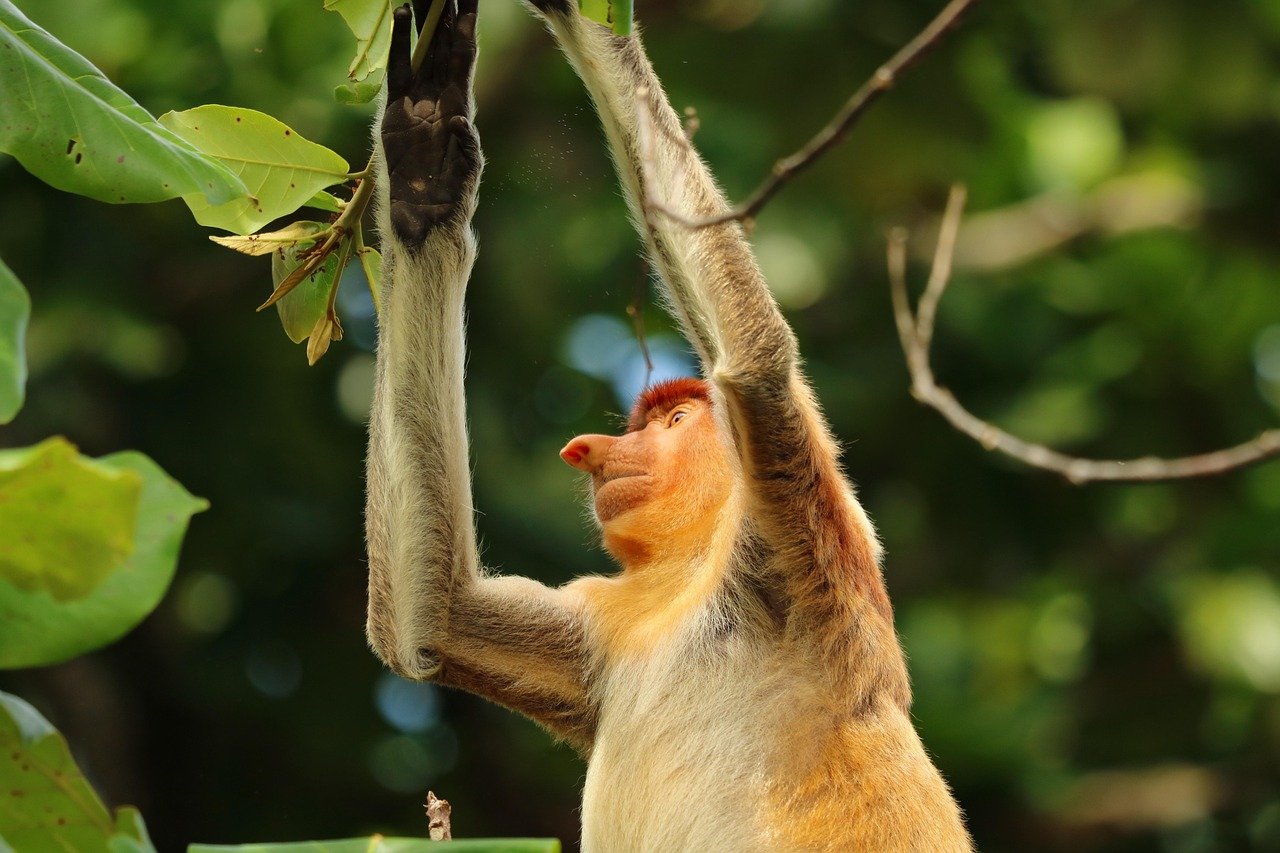 Amazonia biodiversity tropical forest Brazil