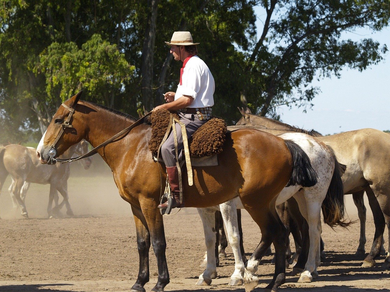 Gaucho with horses Argentina traditional festival Mataderos