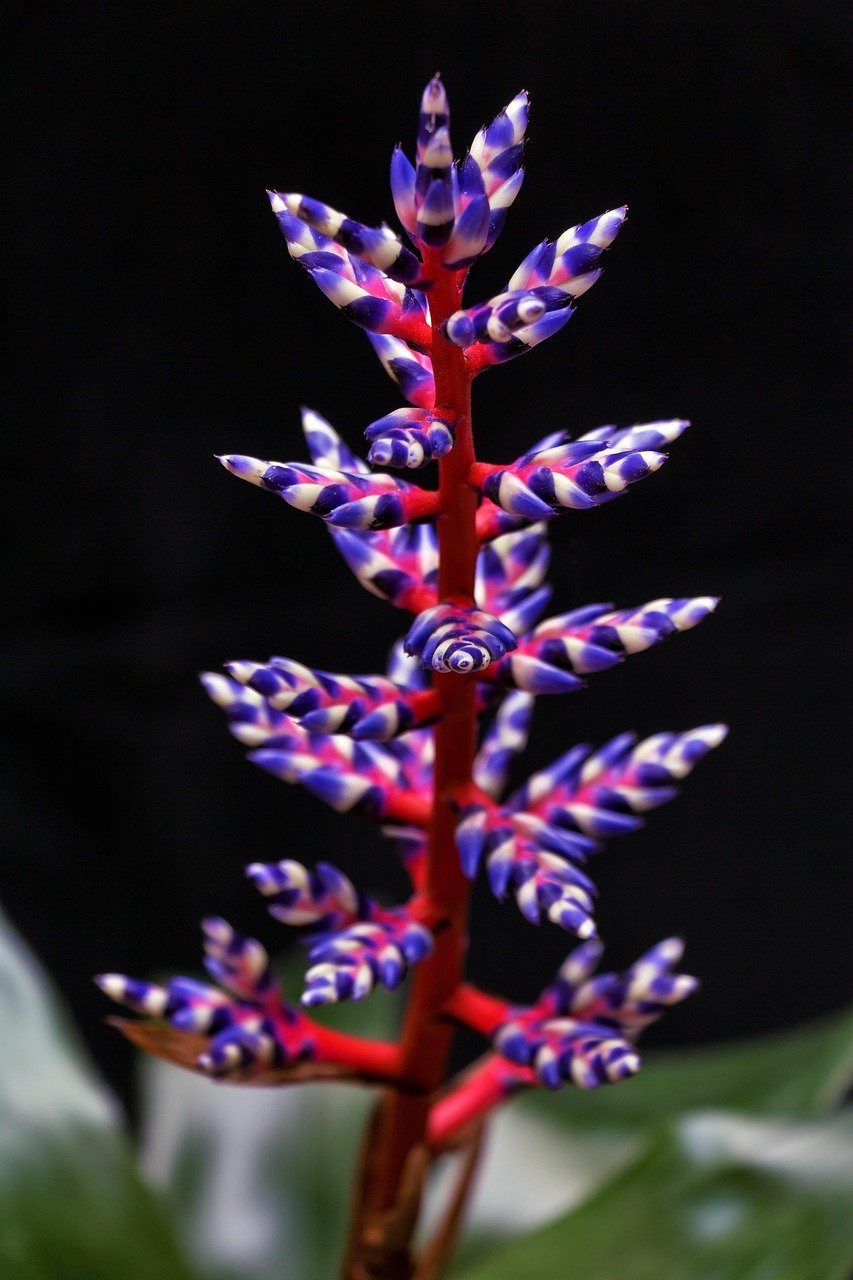 bromeliad tropical plant collection botanical garden vivid colors