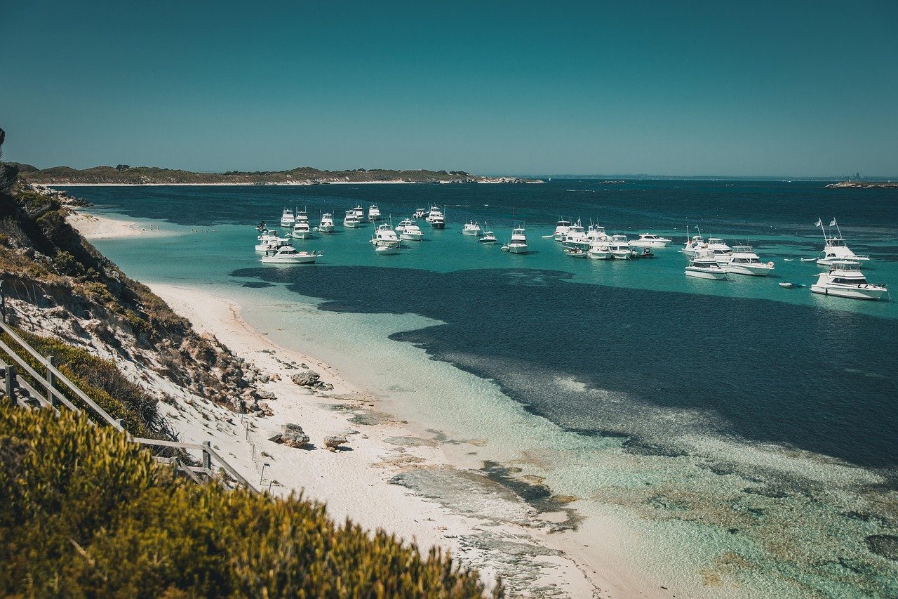 Wild dolphins shallow water beach Western Australia