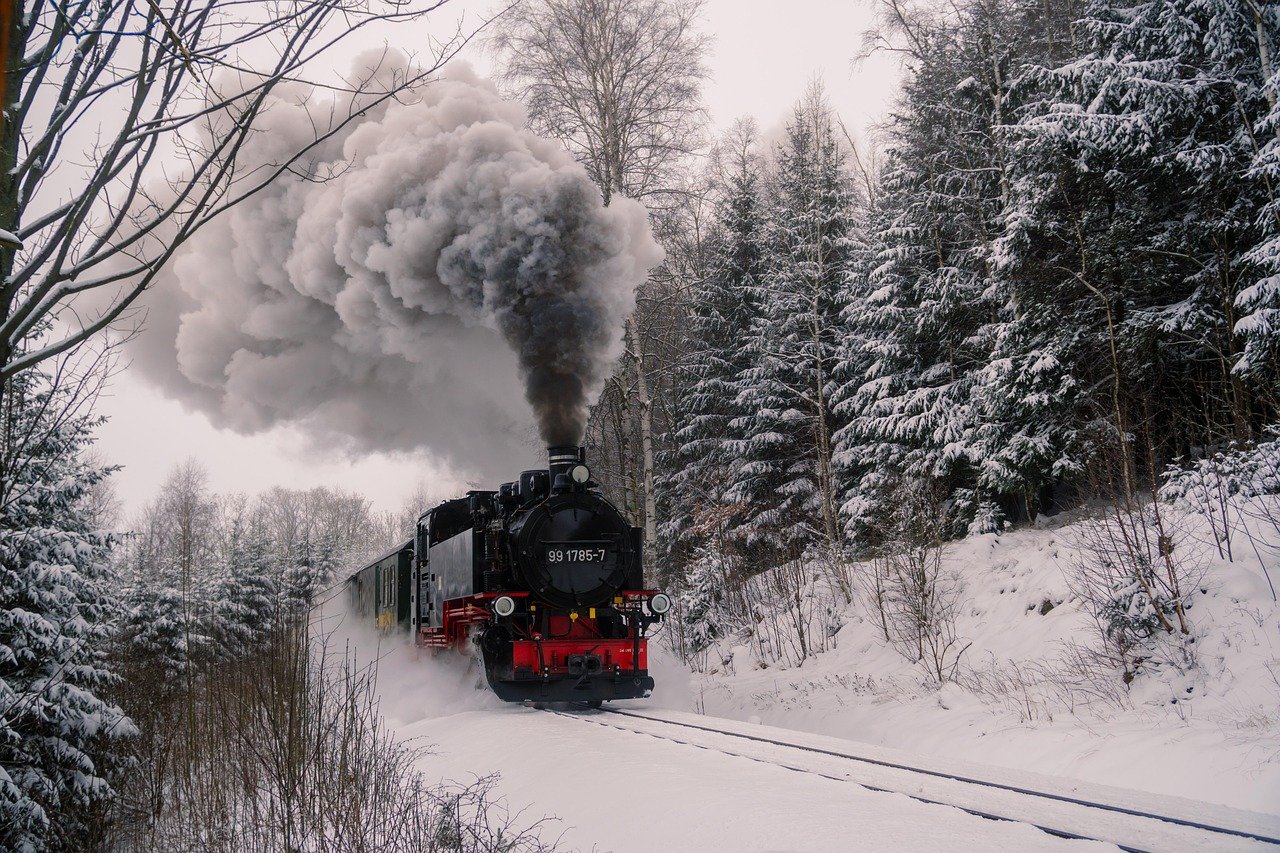 Narrow gauge steam train through fern gully forest with hanging tree ferns