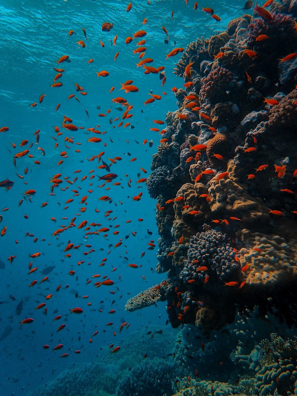 Scuba diving coral reef colorful fish tropical