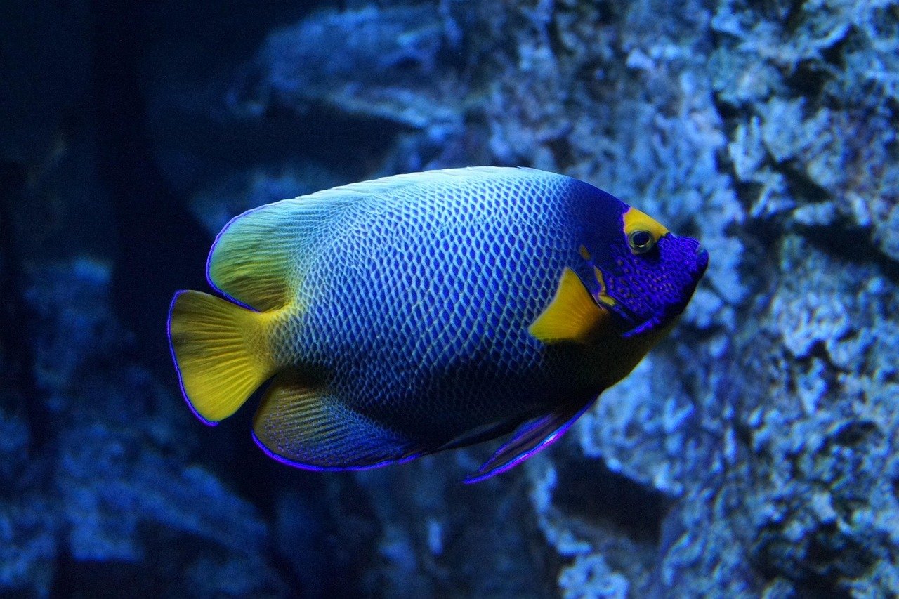 Colorful tropical fish in bright aquarium display with coral reef