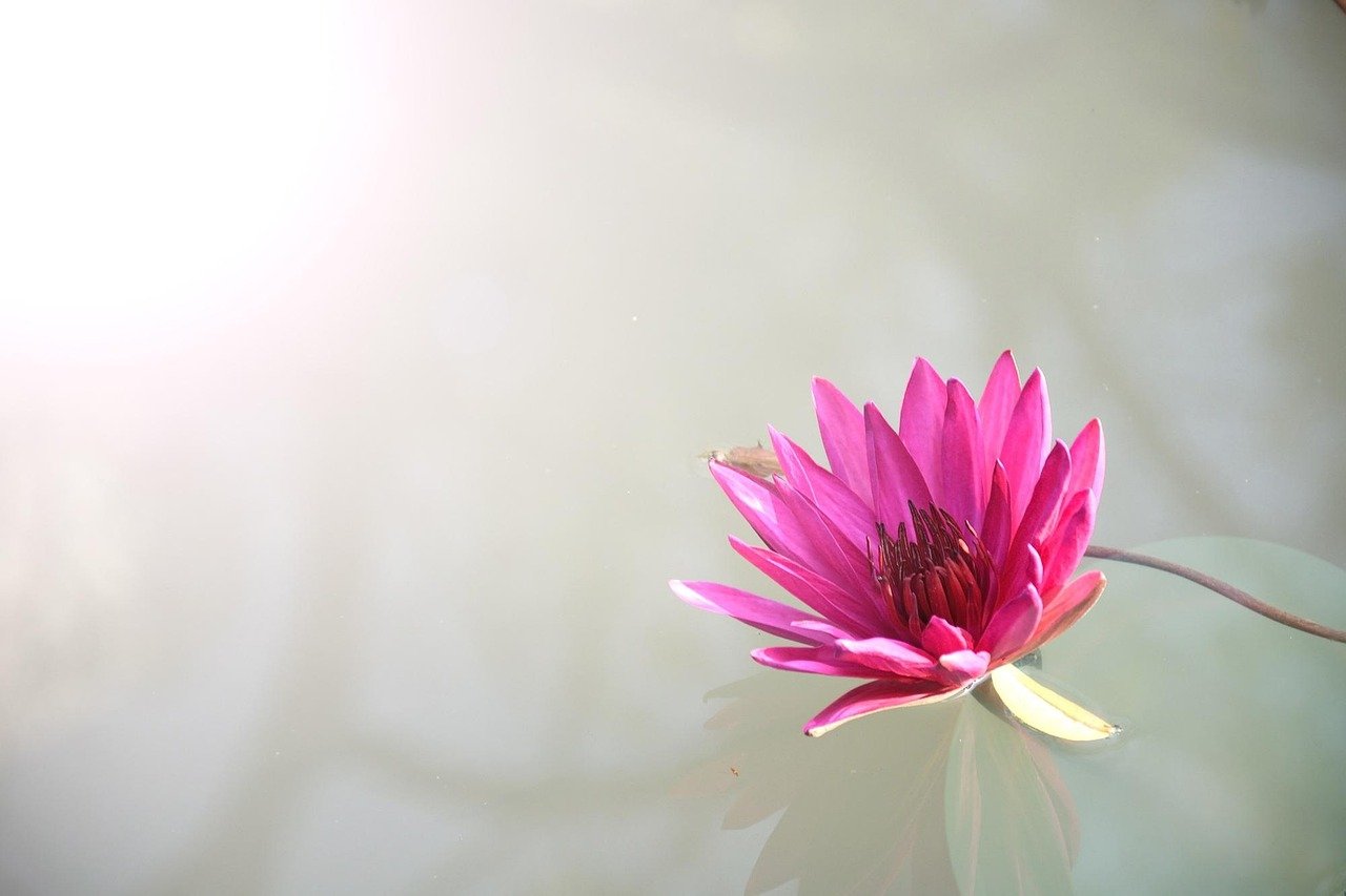 Pink lotus flower aquatic bloom pond Thailand