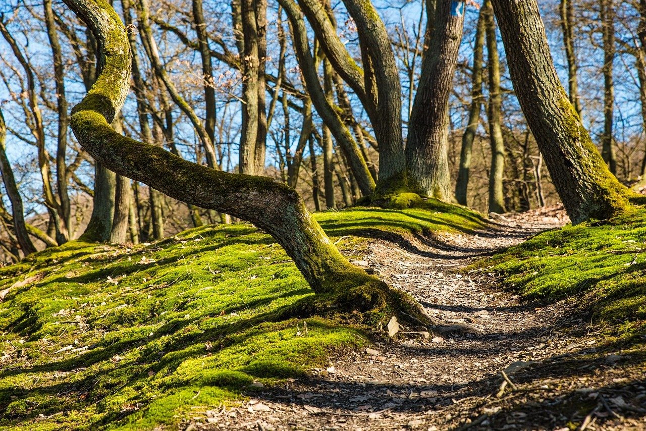 Mossy forest hiking trail through dense woodland in Brazil