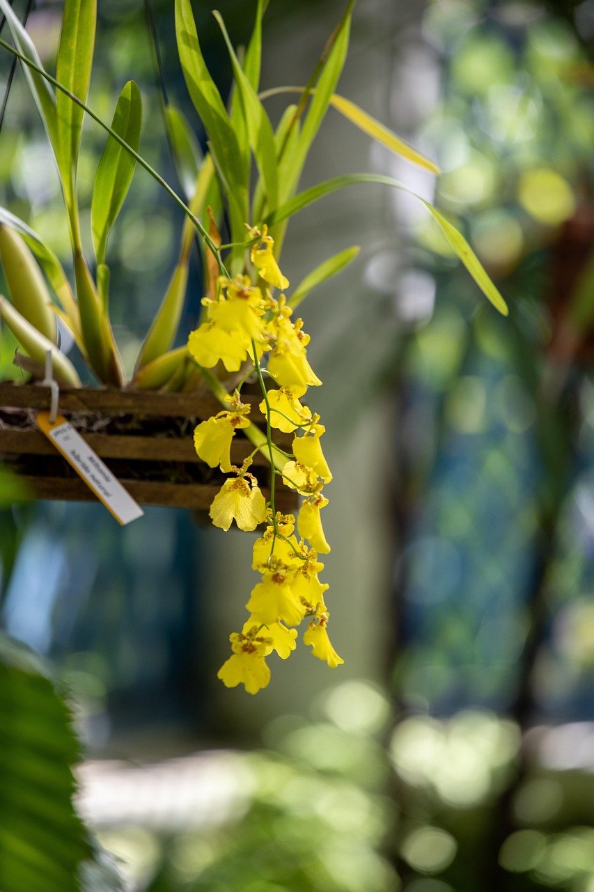 Rio de Janeiro Botanical Garden tropical orchid flowers yellow exotic