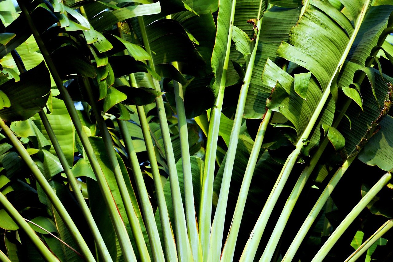 tropical plant lush green leaves nature