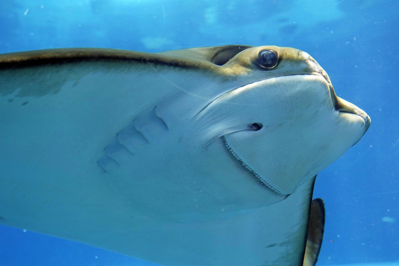 Stingray swimming above aquarium tunnel visitors with blue water