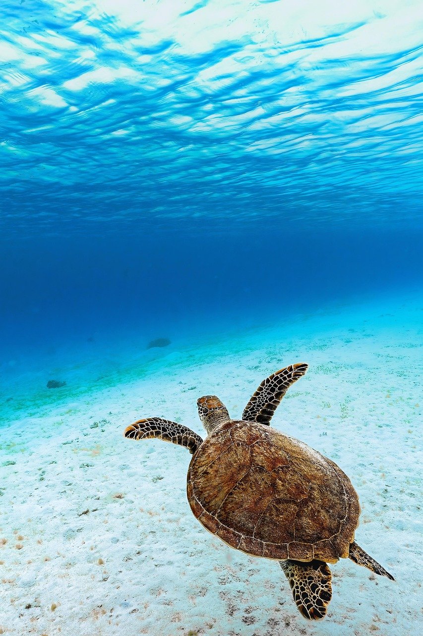 Sea turtle coral ocean Queensland Australia