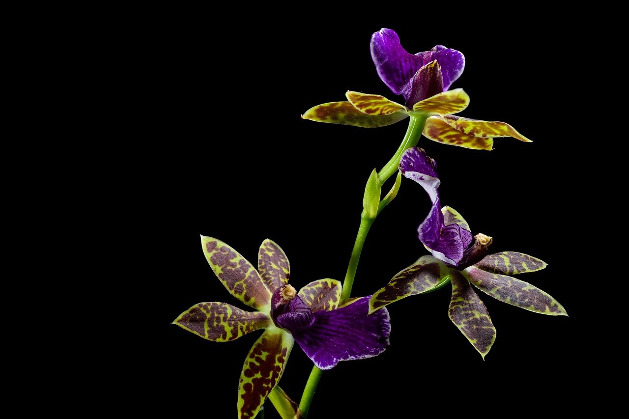 Purple orchid bloom close up flower background