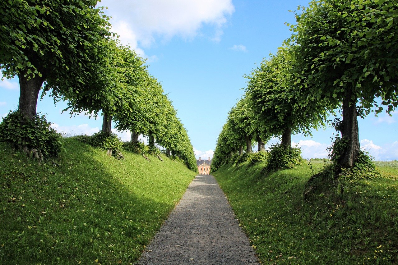 Linden tree avenue boulevard promenade in summer