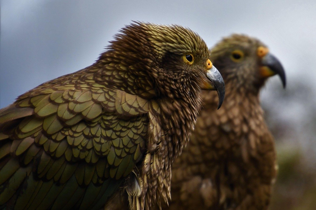 New Zealand island native birds wildlife conservation restoration