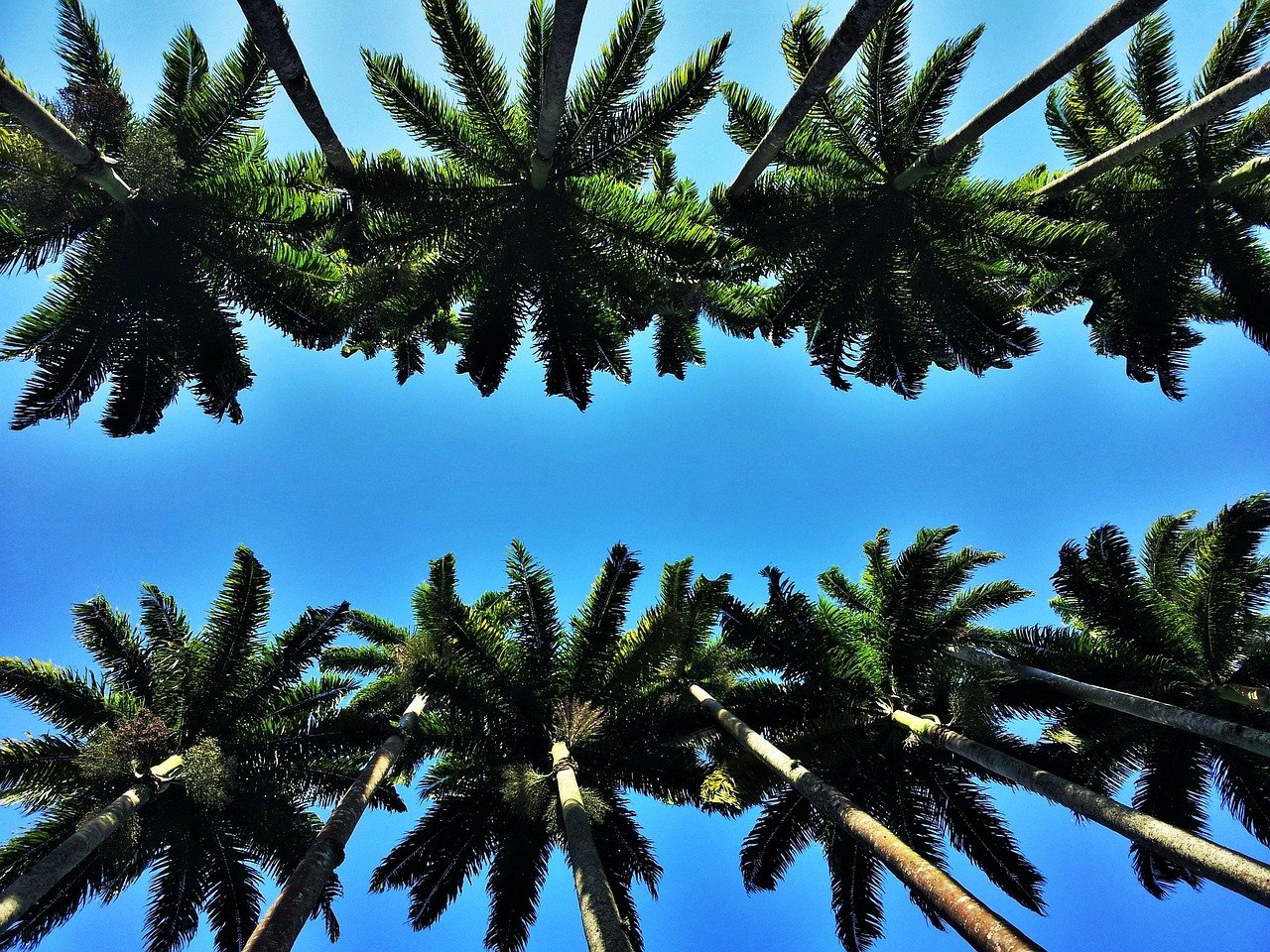 Jardim Botanico Rio de Janeiro imperial palm avenue tall palm trees