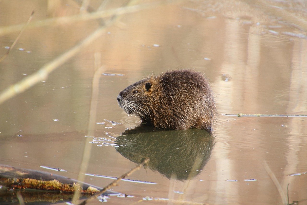 beaver pond wildlife sub-Antarctic forest Tierra del Fuego