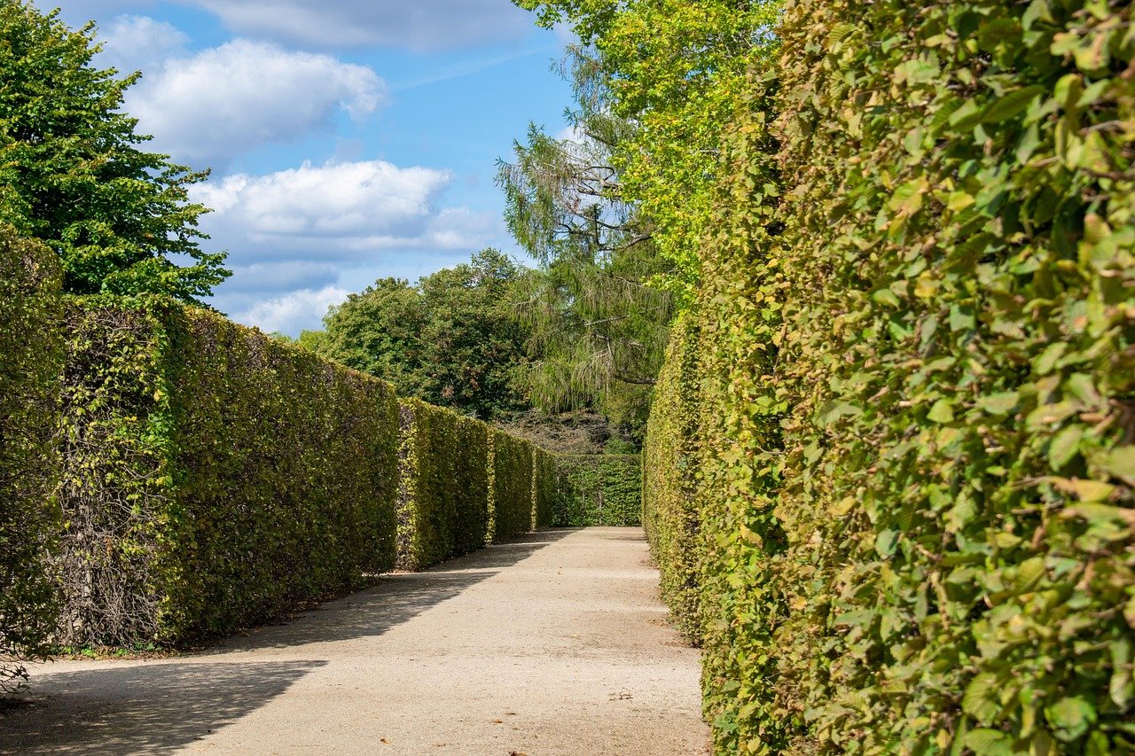 hedge maze labyrinth garden historical baroque cypress path