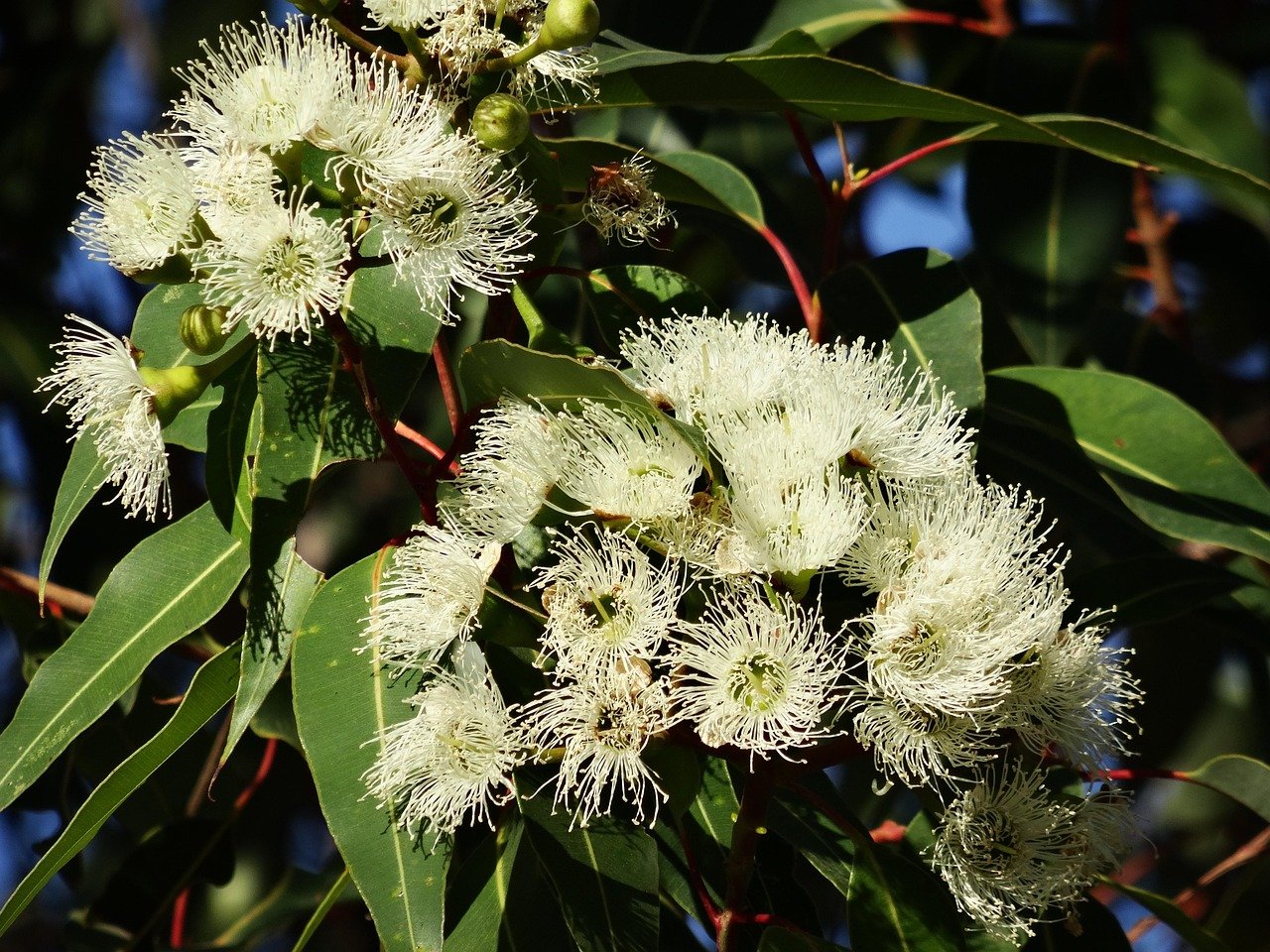 Australian eucalyptus forest valley with blue haze Blue Mountains