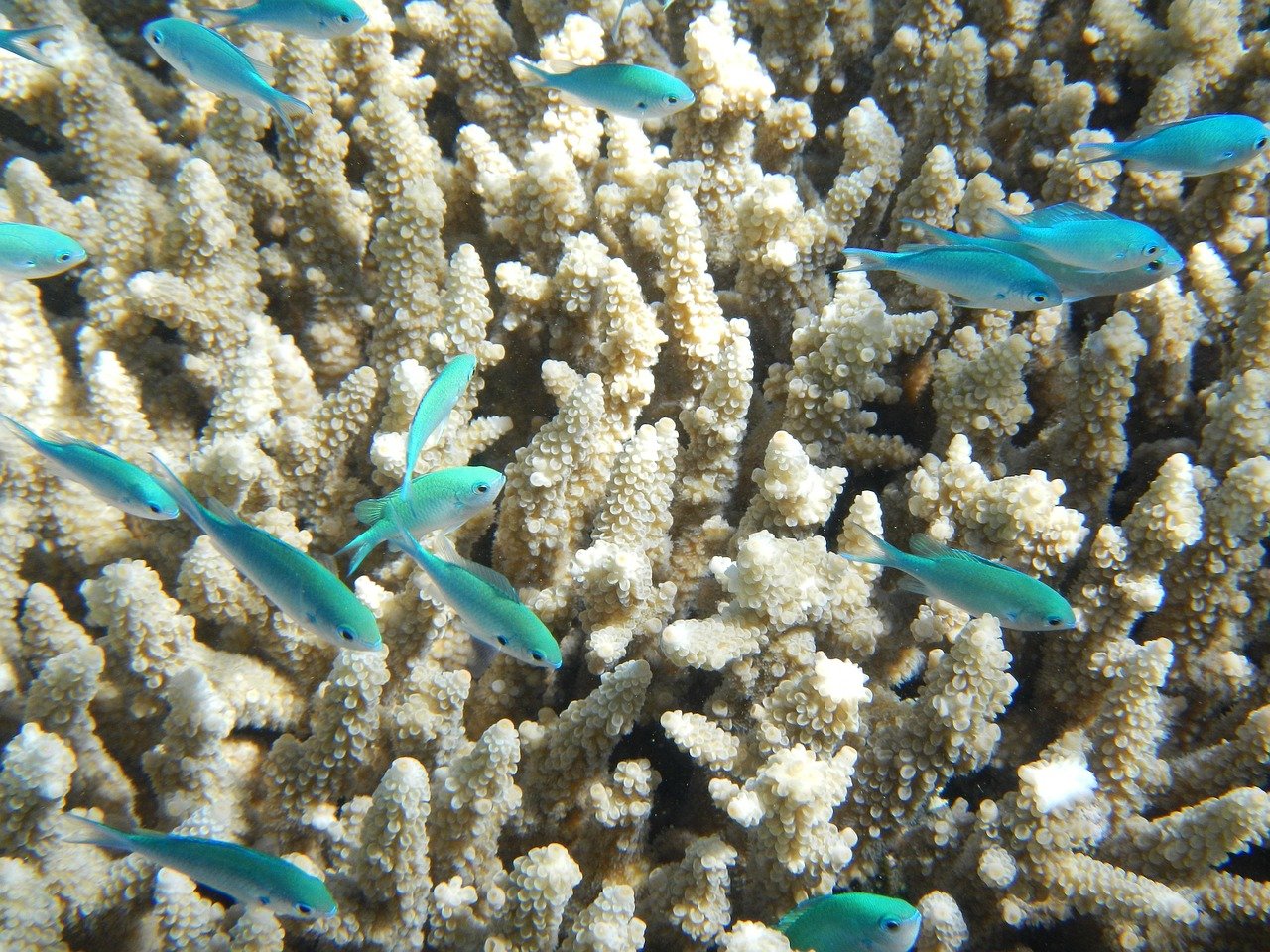 Great Barrier Reef coral underwater snorkeling tropical fish