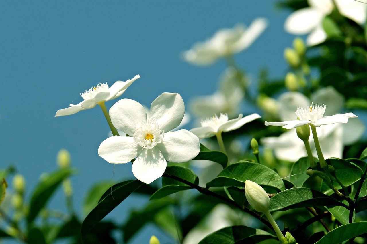 Thailand jasmine white star flowers fresh garden