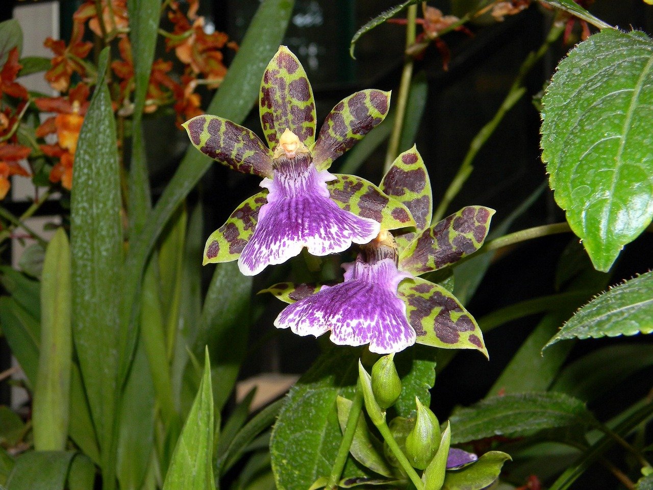 orchid greenhouse tropical purple flowers Rio botanical garden