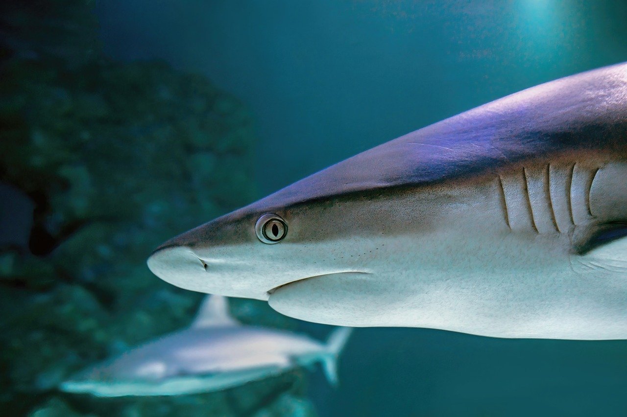 Colourful marine life at Two Oceans Aquarium, Cape Town