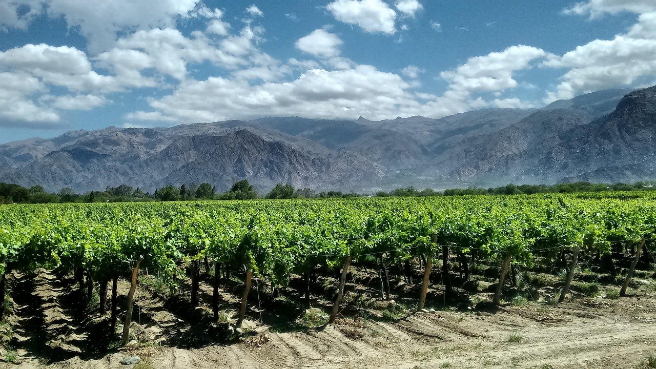 Cafayate vineyards wine region Argentina desert landscape